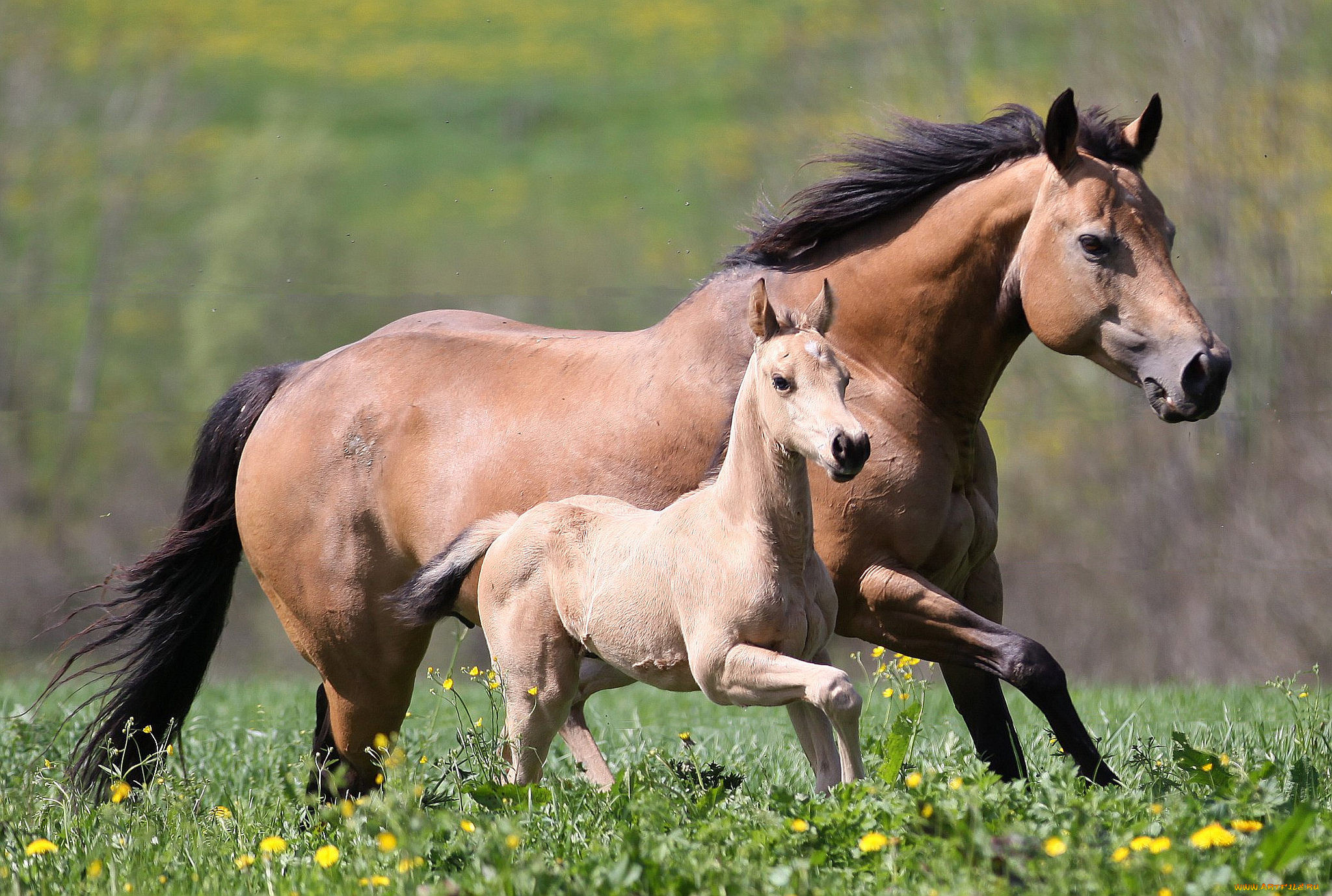 Мама лошадка. «Лошадь с жеребенком» а. Горбатова.. Конь и жеребенок. Красивые лошади с жеребенком. Кобыла с жеребенком.